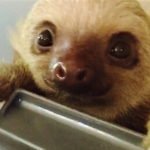 Closeup of rescued baby sloth in Limon Costa Rica