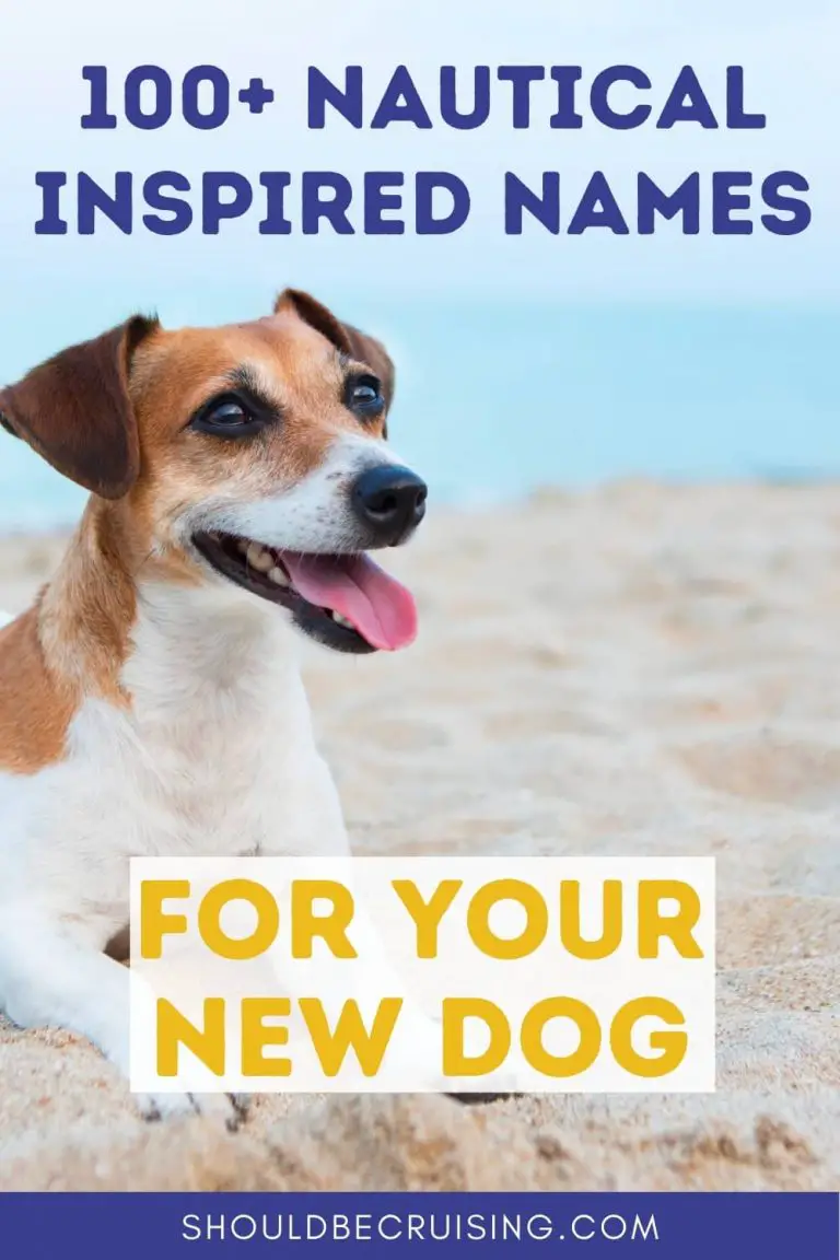 100-nautical-names-for-dogs-with-meanings-should-be-cruising