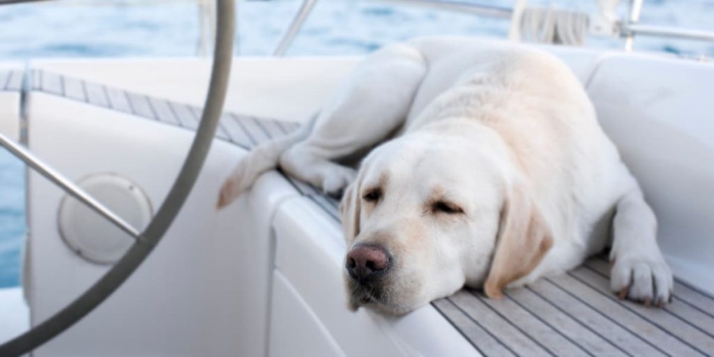 100-nautical-names-for-dogs-with-meanings-should-be-cruising